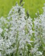 Ornithogalum nutans.jpg